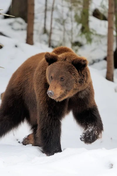 Niedźwiedź zimą — Zdjęcie stockowe