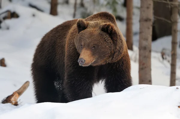 Urso no inverno — Fotografia de Stock