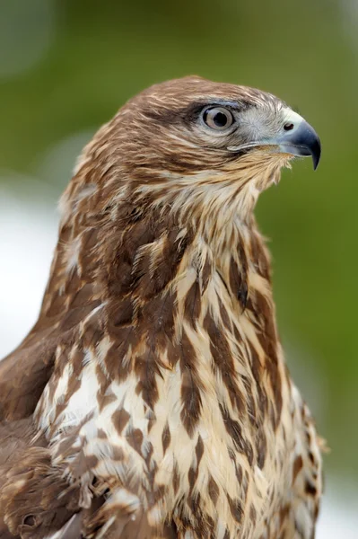 Hawk — Stockfoto