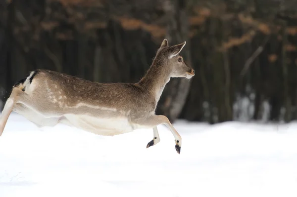 Deer — Stock Photo, Image