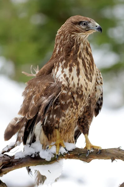 Habicht — Stockfoto