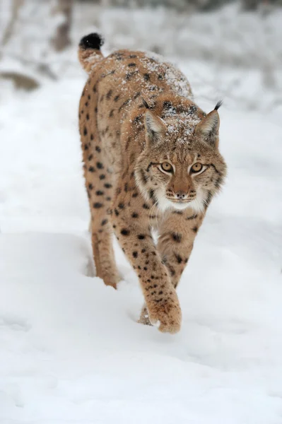 Lynx — Stockfoto