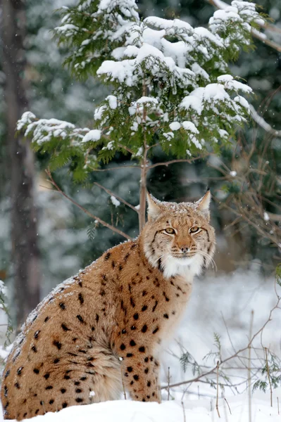 Lynx — Stockfoto