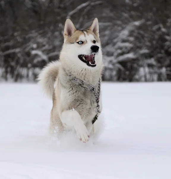 Husky — Stock fotografie