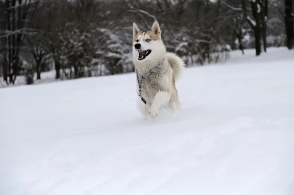 Husky — Stockfoto