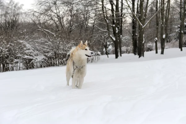 Husky — Stockfoto