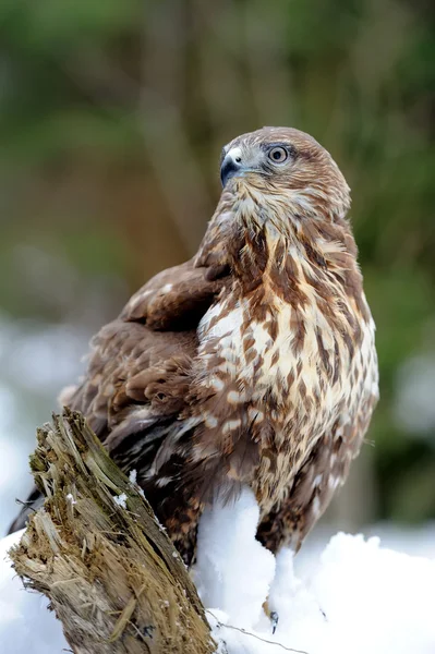 Habicht — Stockfoto