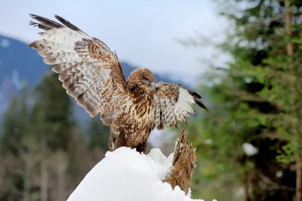 Hawk — Stock Photo, Image