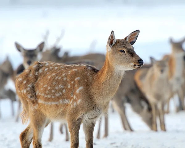 Deer — Stock Photo, Image