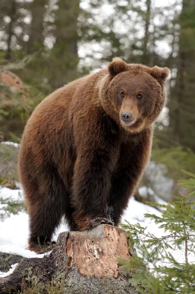 Bär im Winter — Stockfoto