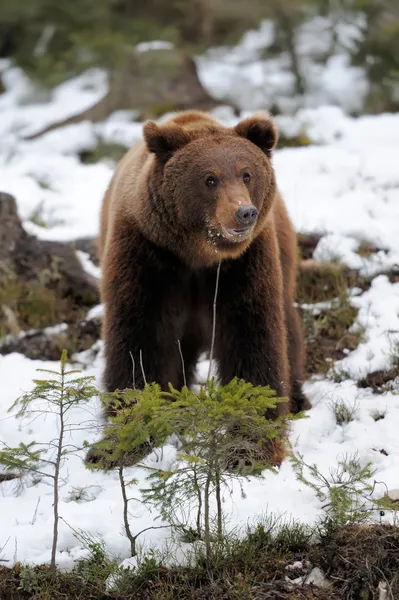 Bär im Winter — Stockfoto