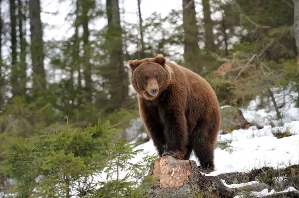 Medvěd v zimě — Stock fotografie
