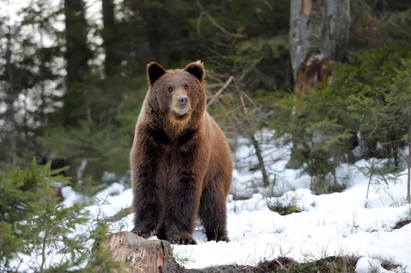 Медведь зимой — стоковое фото