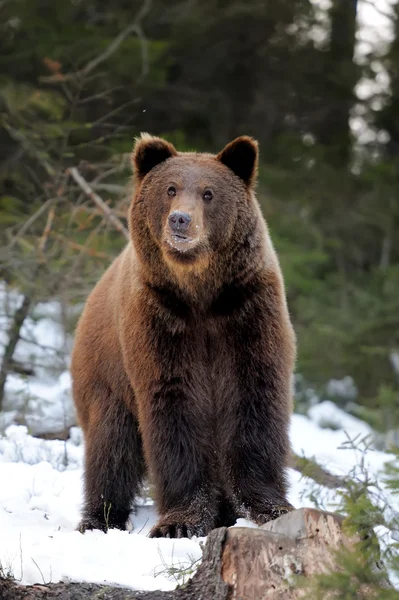 Urso no inverno — Fotografia de Stock