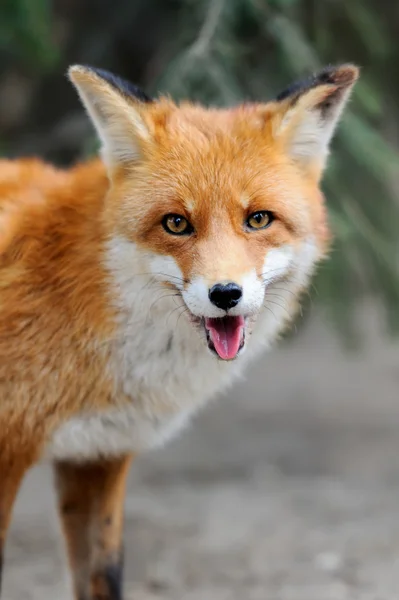 Red fox — Stock Photo, Image