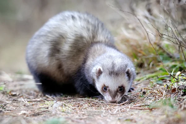 Polecat... — Fotografia de Stock