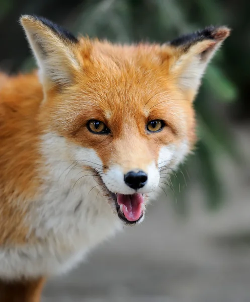 Red fox — Stock Photo, Image