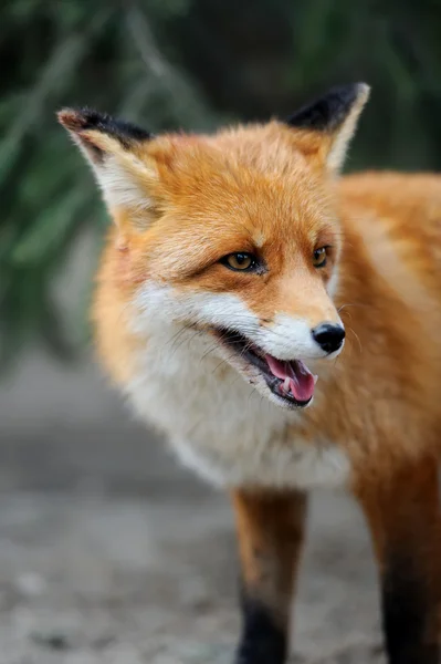 Lisica czerwona — Zdjęcie stockowe