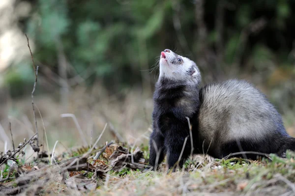 Polecat... — Fotografia de Stock