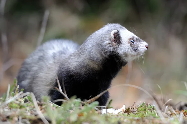 Polecat... — Fotografia de Stock