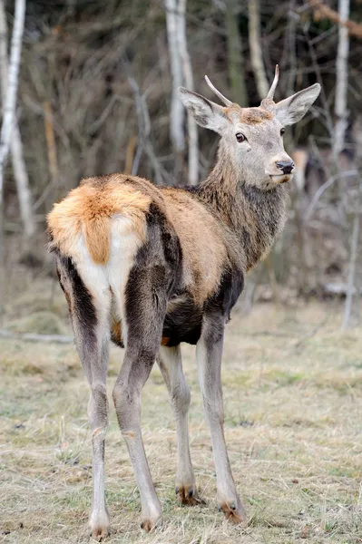 Rådjur — Stockfoto