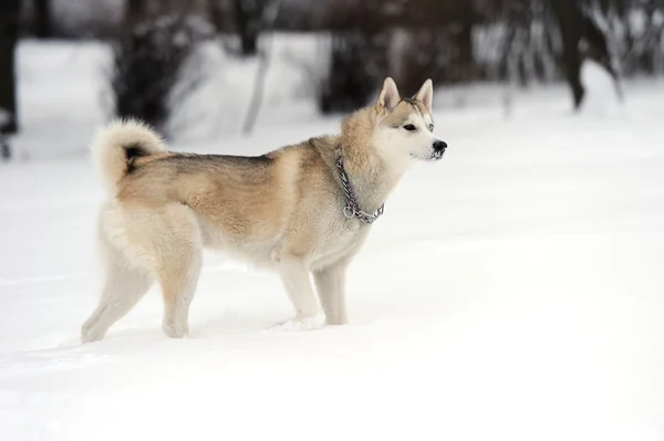 Husky. —  Fotos de Stock