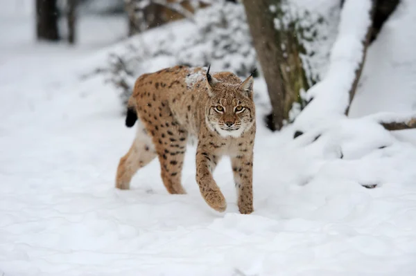 Lince — Fotografia de Stock