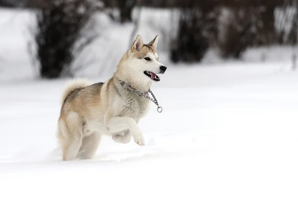 Husky — Stockfoto