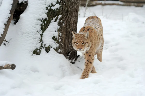 Lynx — Stockfoto