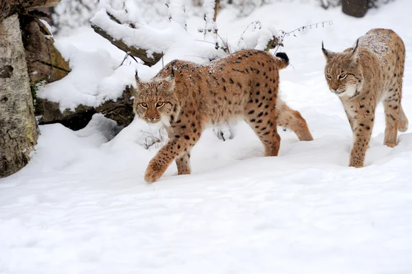 Luchs — Stockfoto