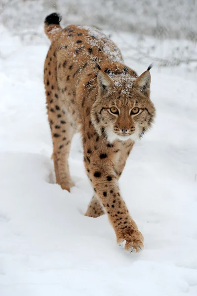 Lynx — Photo