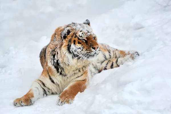 Tijger — Stockfoto