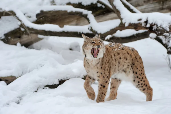 Lynx — Stock Photo, Image