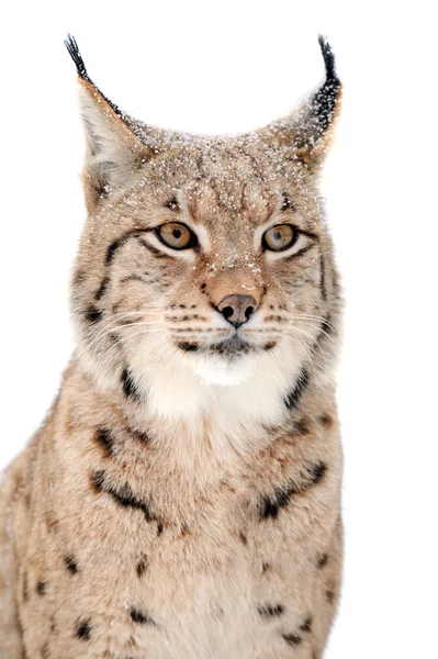 Lynx — Stock Photo, Image