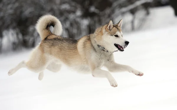 Husky — Stockfoto