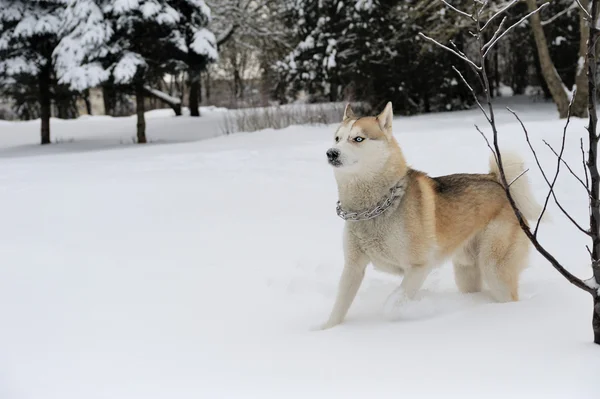 Husky — Stockfoto