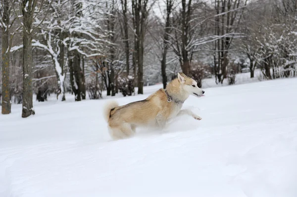 Husky. —  Fotos de Stock