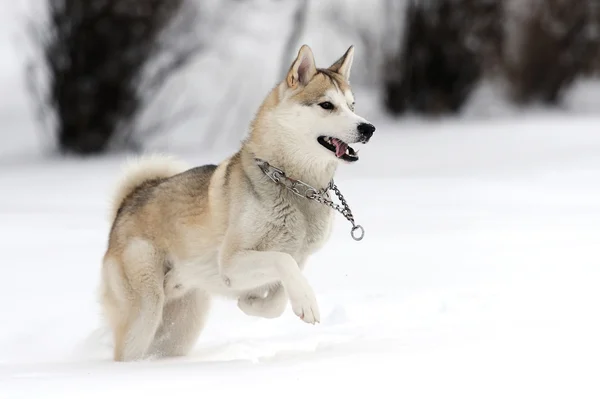 Husky. — Foto de Stock