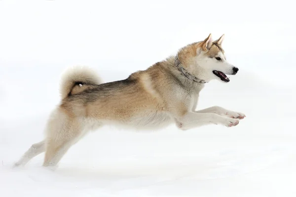 Husky — Stock fotografie