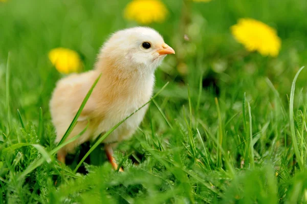 Kleines Huhn auf dem Gras — Stockfoto