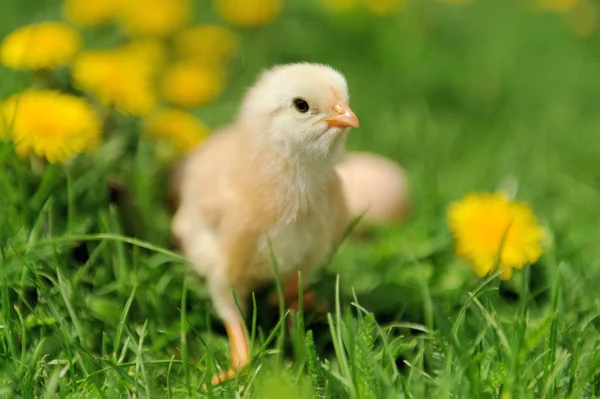 Pollito — Foto de Stock