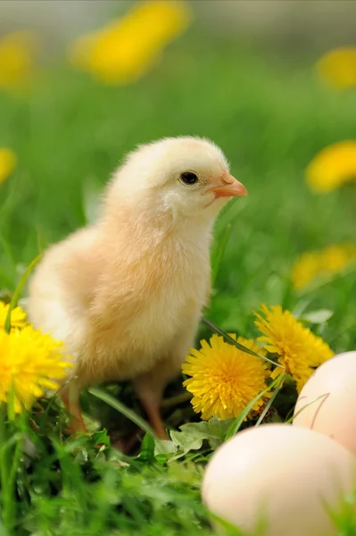 Hühnchen — Stockfoto