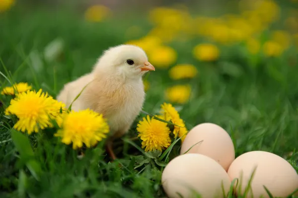 Little chicken — Stock Photo, Image