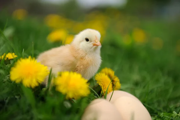 Little chicken — Stock Photo, Image