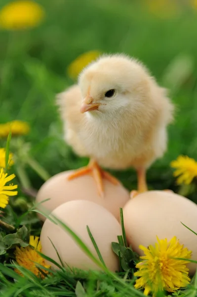 Little chicken — Stock Photo, Image