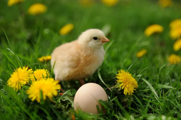 Pollito — Foto de Stock