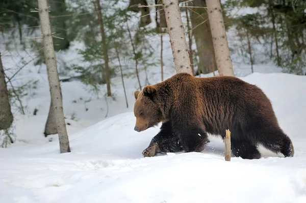 Bear in winter — Stock Photo, Image