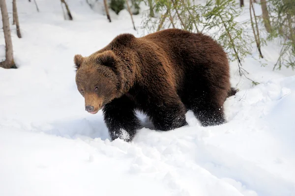 Urso no inverno — Fotografia de Stock