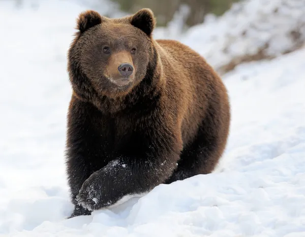 Urso no inverno — Fotografia de Stock