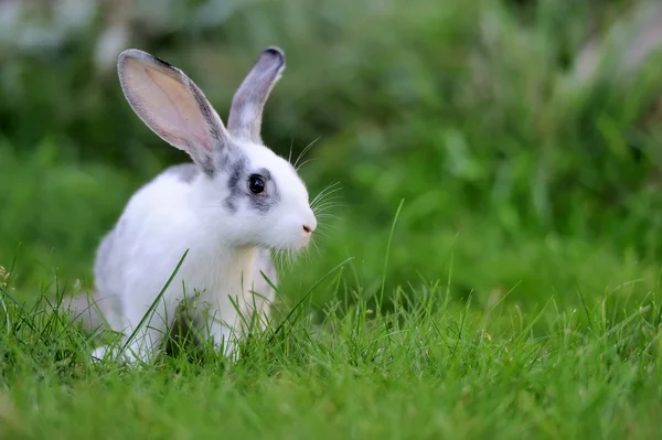 Rabbit — Stock Photo, Image